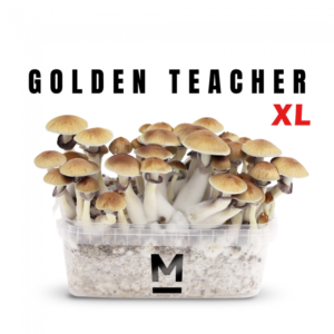 Buy Magic Mushroom Grow Kit Golden Teacher XL by Mondo®