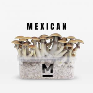 Buy Magic Mushroom Grow Kit Mexican by Mondo®