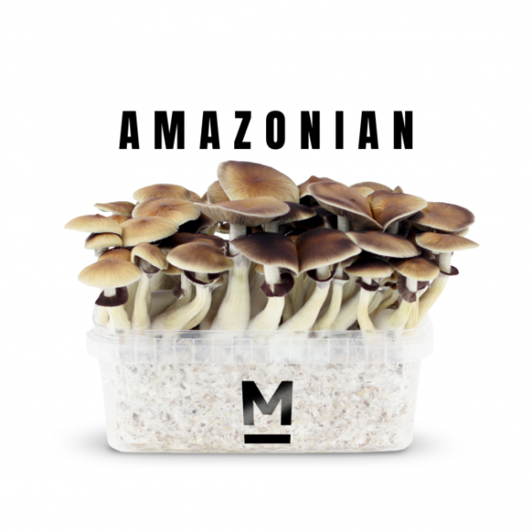 Buy Magic Mushroom Grow Kit PES Amazon by Mondo®