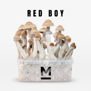 Buy Magic Mushroom Grow Kit RedBoy by Mondo®