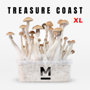 Buy Magic Mushroom Grow Kit Treasure Coast XL by Mondo®