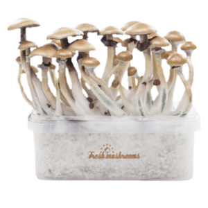 Buy Magic mushroom grow kit Golden Teacher XP by FreshMushrooms®