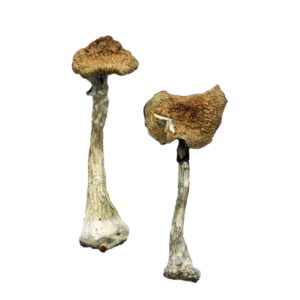 Buy A+ Magic Mushrooms online