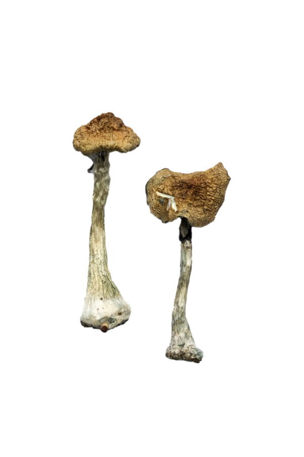 Buy A+ Magic Mushrooms online