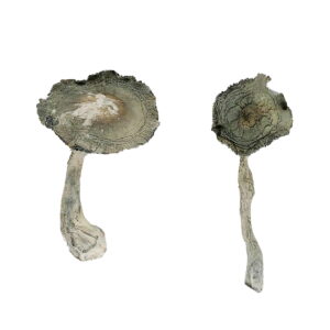 Buy APEX Magic Mushrooms online