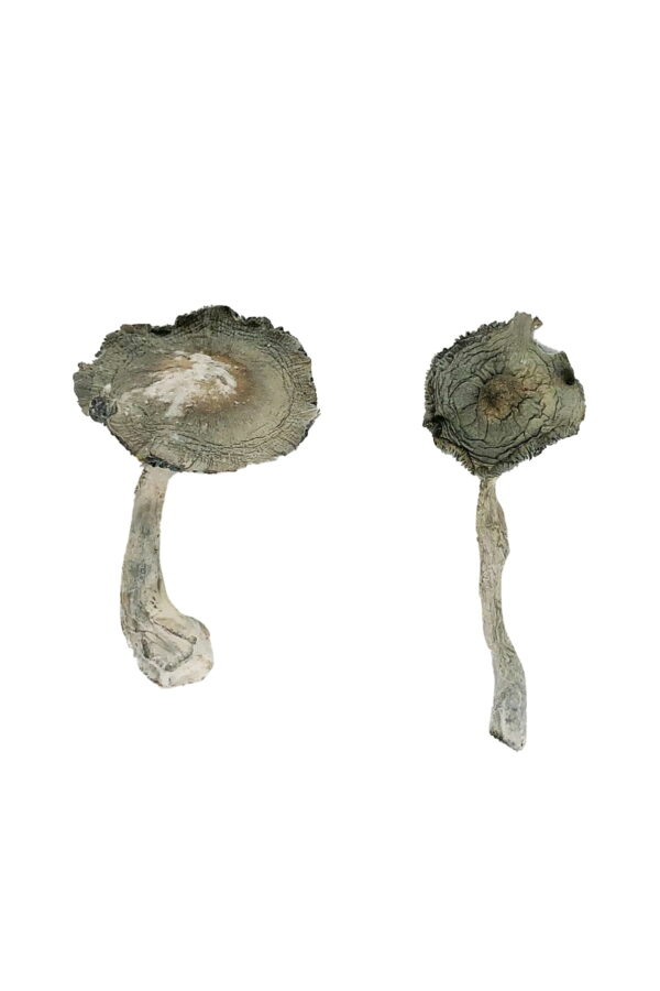 Buy APEX Magic Mushrooms online