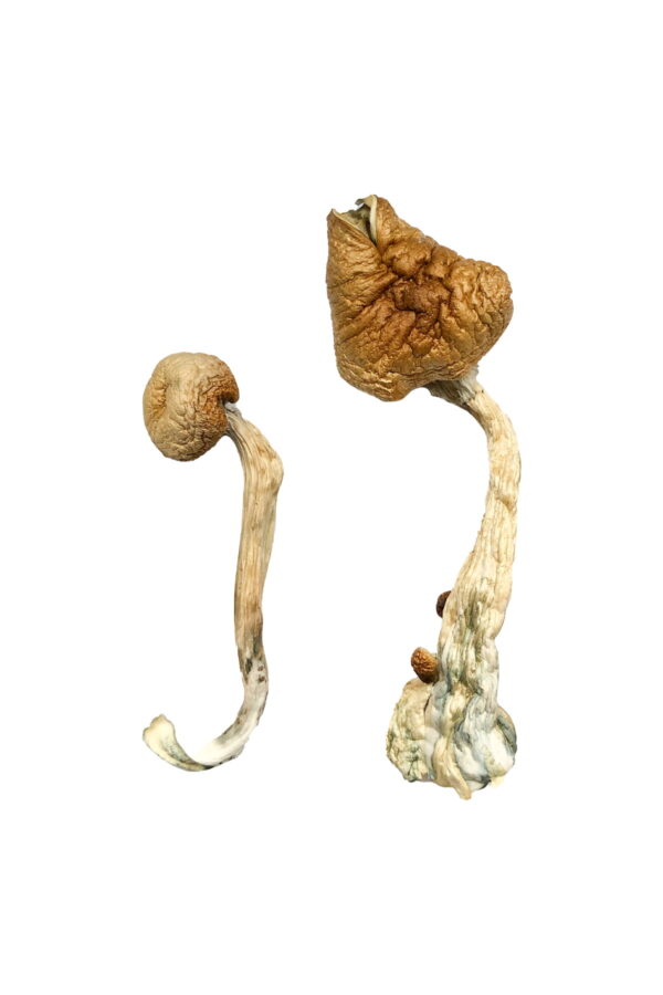 Buy African Transkei Magic Mushrooms online