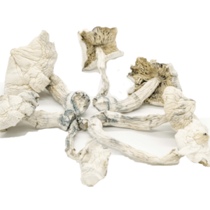 Buy Albino Cambodians Psilocybe Cubensis online.