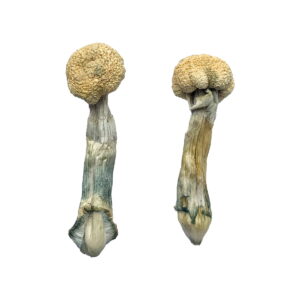 Buy Albino Treasure Coast Magic Mushrooms online