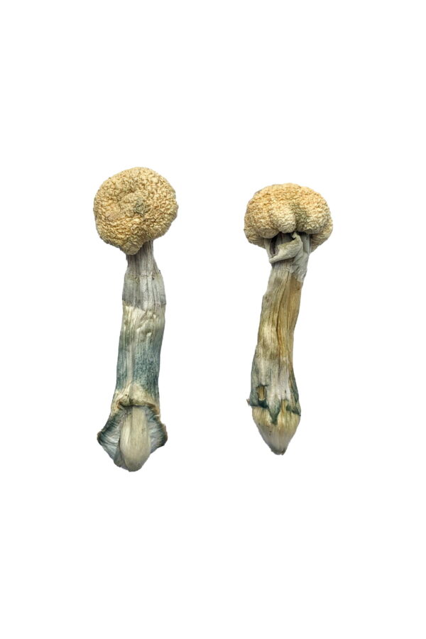 Buy Albino Treasure Coast Magic Mushrooms online