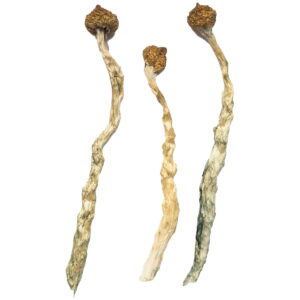 Buy Arenal Volcano Magic Mushrooms online