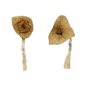 Buy Blue Magnolia Rust Magic Mushrooms online