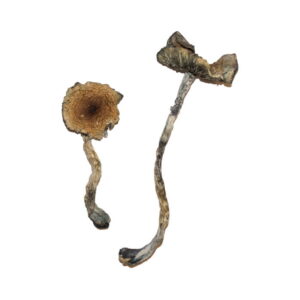 Buy Blue Meanie Magic Mushrooms online