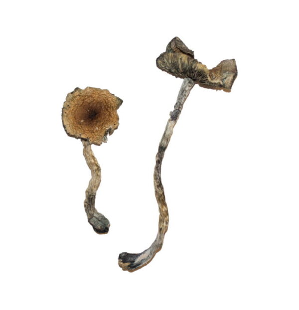 Buy Blue Meanie Magic Mushrooms online