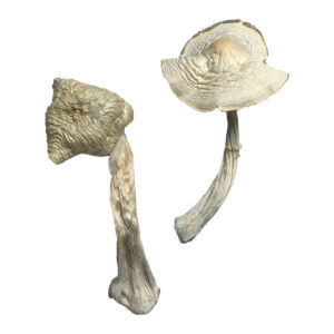 Buy Albino Louisiana Magic Mushrooms online