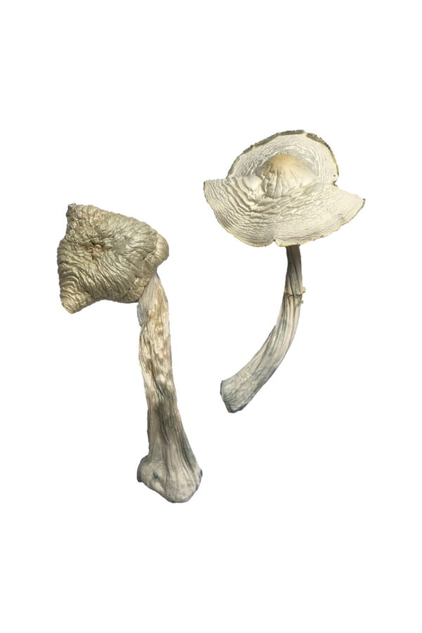 Buy Albino Louisiana Magic Mushrooms online