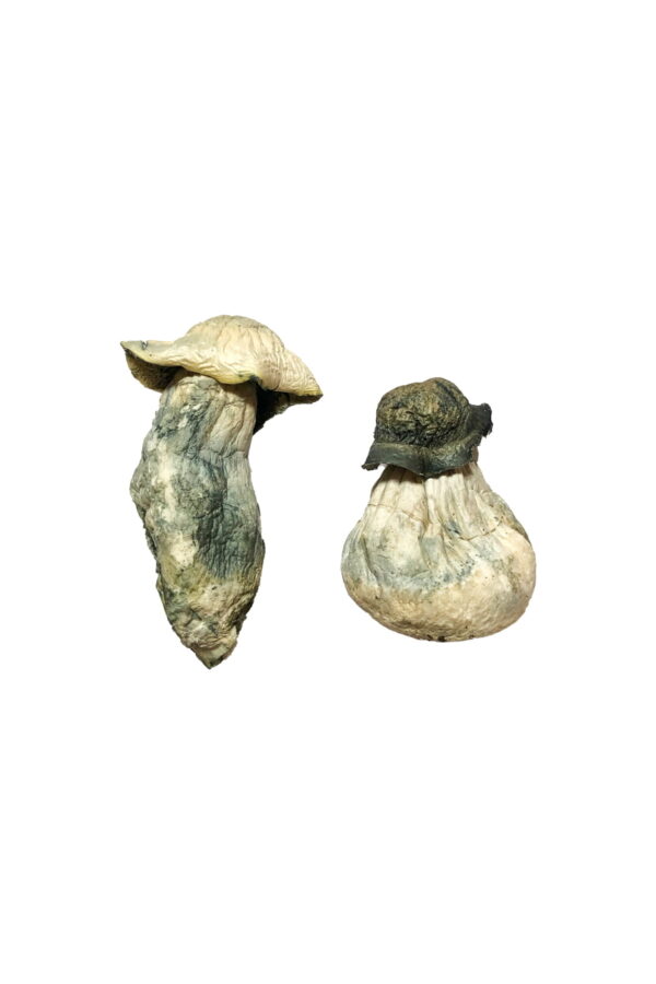 Buy Albino Penis Envy Magic Mushrooms Online