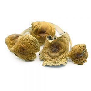 Buy Big Daddy Psilocybe Cubensis Online