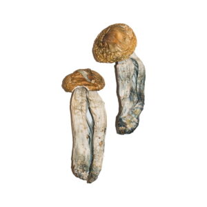 Buy Big Mex Magic Mushrooms online.