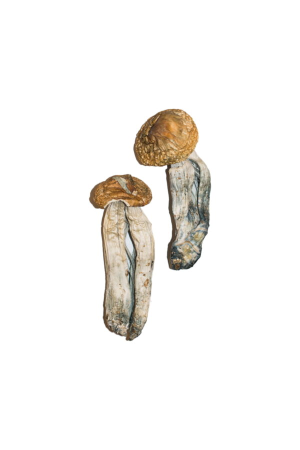 Buy Big Mex Magic Mushrooms online.