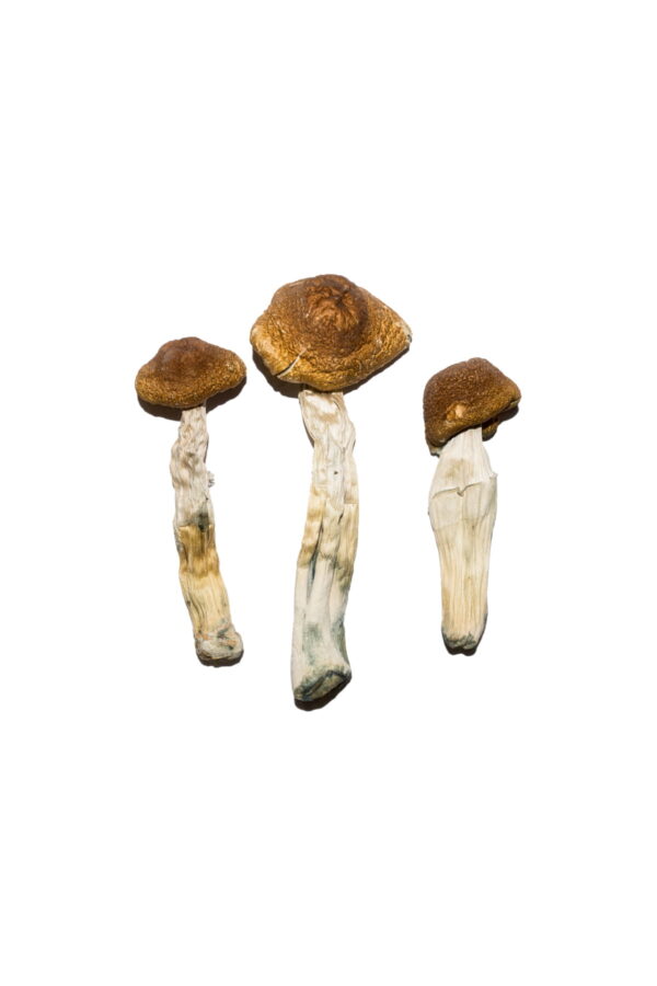 Buy Brazilian Magic Mushrooms online