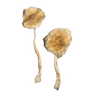 Buy Cuban Magic Mushrooms online.