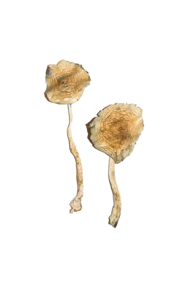 Buy Cuban Magic Mushrooms online.