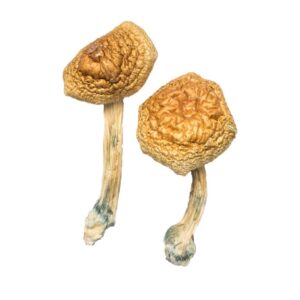 Buy Golden Mammoth Magic Mushrooms online