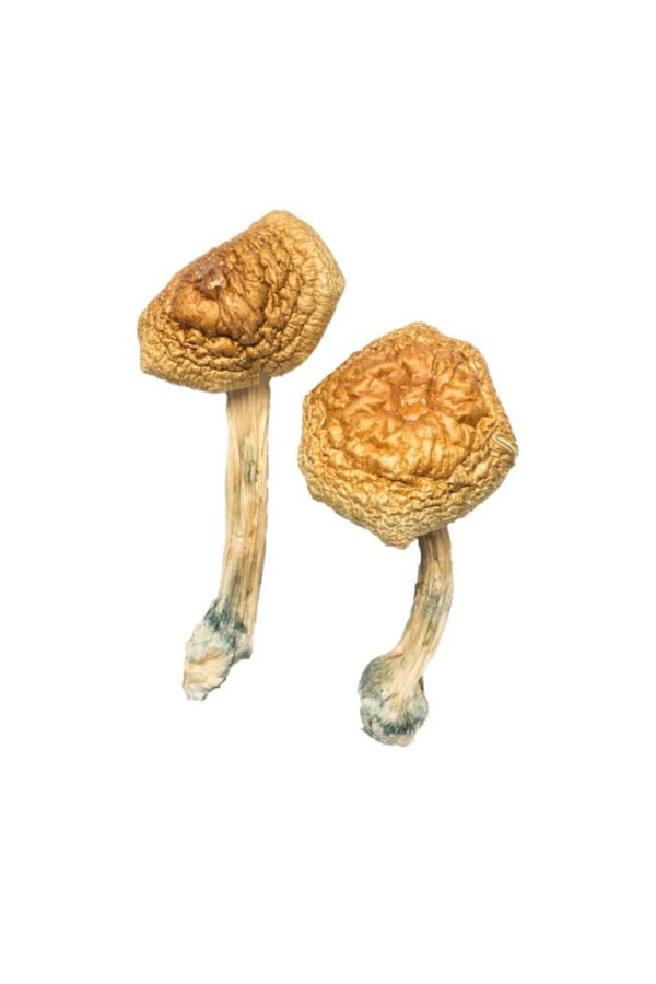 Buy Golden Mammoth Magic Mushrooms online