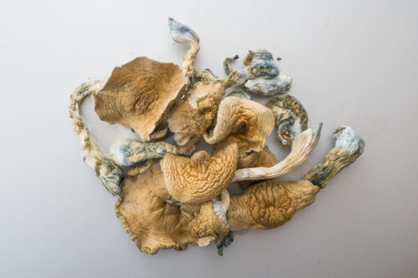 Buy Golden Teacher Magic Mushrooms online Canada