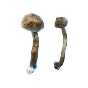 Buy Golden Teacher Special Magic Mushrooms online