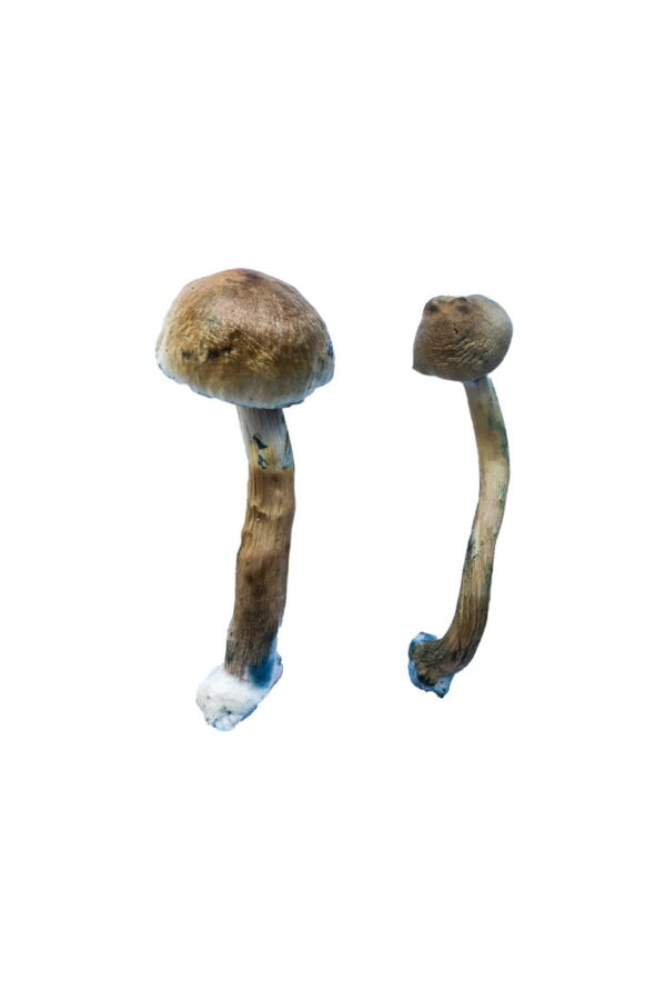 Buy Golden Teacher Special Magic Mushrooms online