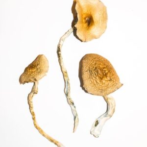 Buy Golden Teachers Magic Mushrooms online