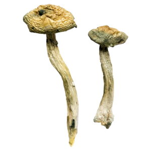 Buy Jerry Garcia Magic Mushrooms online.