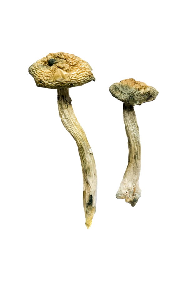 Buy Jerry Garcia Magic Mushrooms online.