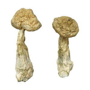 Buy Leucistic Burma Magic Mushrooms online