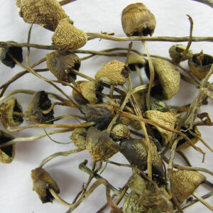 Buy Psilocybe Semilanceata online