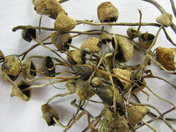 Buy Psilocybe Semilanceata online