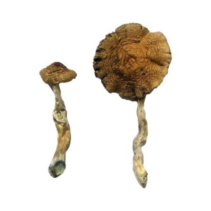 Buy Lizard King Magic Mushrooms online