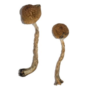 Buy Malabar Magic Mushrooms online