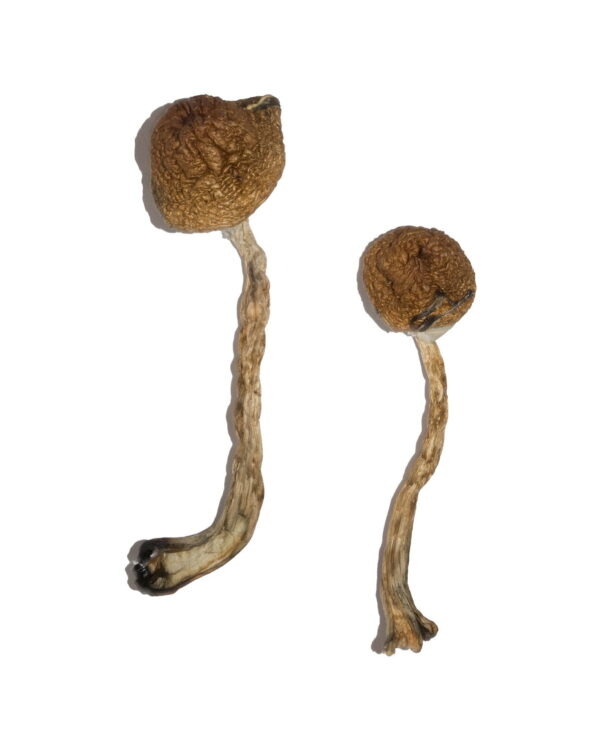 Buy Malabar Magic Mushrooms online