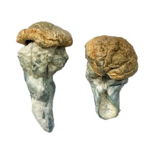 Buy Mystery Fatass Magic Mushrooms online