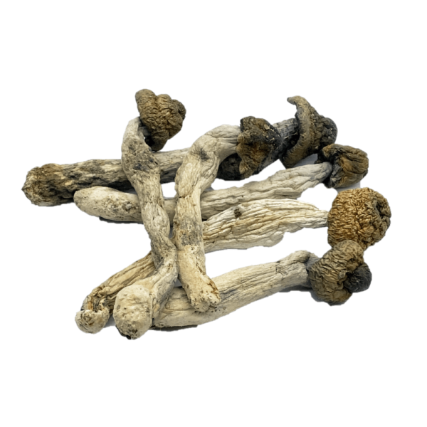 Buy Penis Envy Psilocybe Cubensis Online