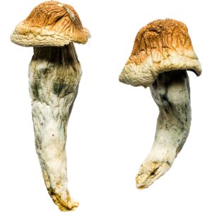 Buy Penis Envy XL Magic Mushrooms online.