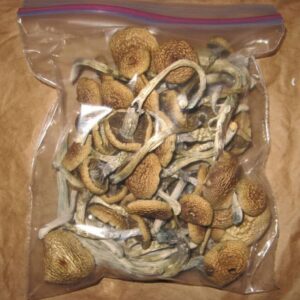 Buy Psilocybe baeocystis (Psilocybe baeocystis) online