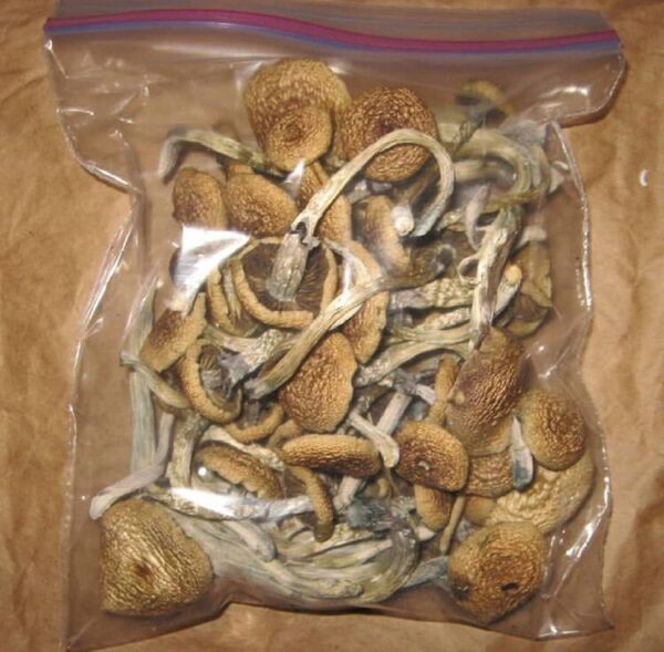 Buy Psilocybe baeocystis (Psilocybe baeocystis) online