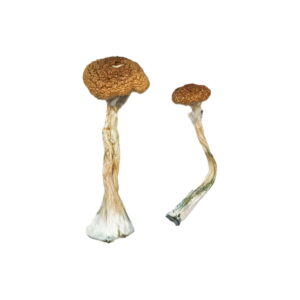 Buy Puerto Rican Magic Mushrooms online