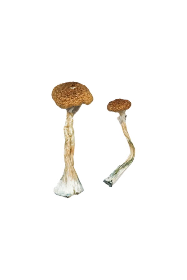 Buy Puerto Rican Magic Mushrooms online