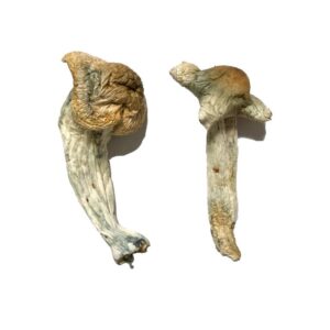 Buy Shepherds Cut Penis Envy Magic Mushrooms online