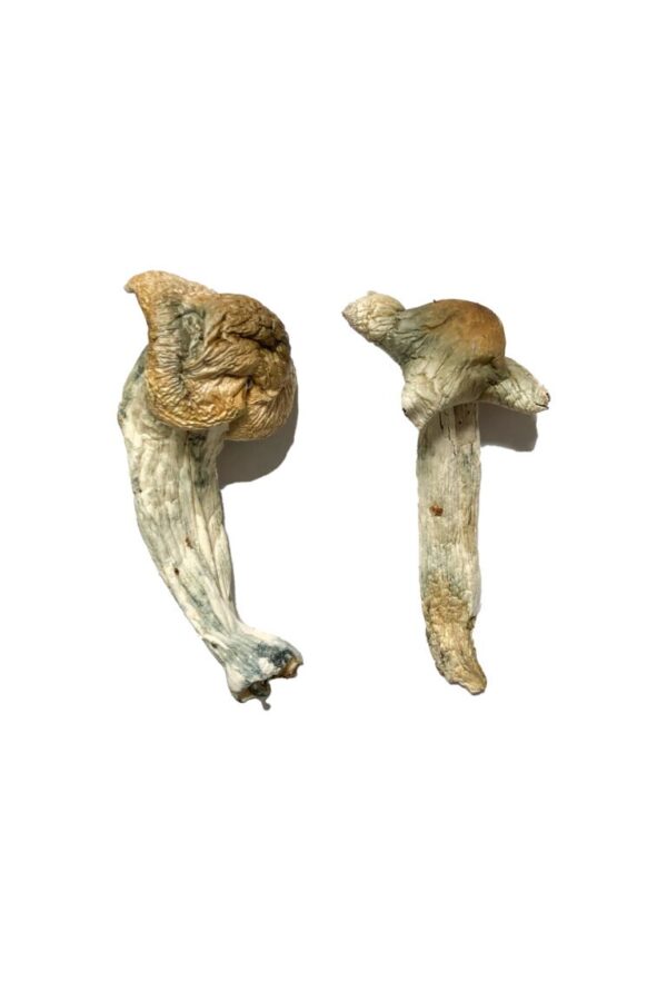 Buy Shepherds Cut Penis Envy Magic Mushrooms online